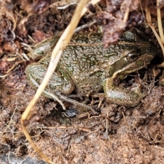 Limnodynastes tasmaniensis at Dunlop, ACT - 21 Sep 2021