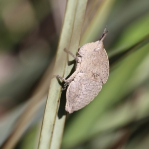 Goniaea australasiae at Carwoola, NSW - 21 Sep 2021 01:46 PM