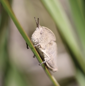 Goniaea australasiae at Carwoola, NSW - 21 Sep 2021