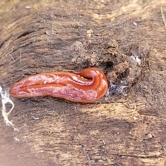 Anzoplana trilineata (A Flatworm) at Dunlop, ACT - 21 Sep 2021 by trevorpreston