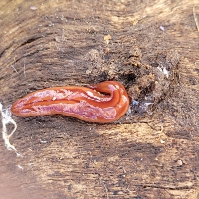 Anzoplana trilineata (A Flatworm) at Dunlop, ACT - 21 Sep 2021 by tpreston