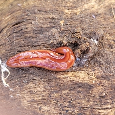 Anzoplana trilineata (A Flatworm) at Dunlop, ACT - 21 Sep 2021 by trevorpreston