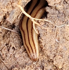 Anzoplana trilineata (A Flatworm) at Dunlop, ACT - 21 Sep 2021 by tpreston