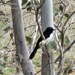 Rhipidura leucophrys at Fraser, ACT - 21 Sep 2021 02:20 PM