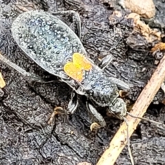 Peirates sp. (genus) (Yellow-spot Assassin Bug) at Dunlop Grasslands - 21 Sep 2021 by trevorpreston