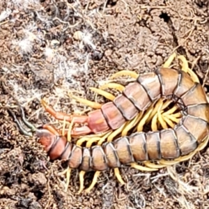 Cormocephalus aurantiipes at Dunlop, ACT - 21 Sep 2021 02:28 PM