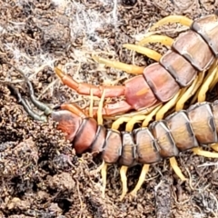 Cormocephalus aurantiipes at Dunlop, ACT - 21 Sep 2021 02:28 PM