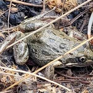 Limnodynastes tasmaniensis at Dunlop, ACT - 21 Sep 2021