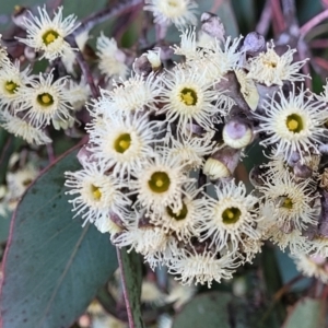 Eucalyptus polyanthemos at Dunlop Grasslands - 21 Sep 2021