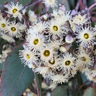 Eucalyptus polyanthemos (Red Box) at Dunlop Grasslands - 21 Sep 2021 by tpreston