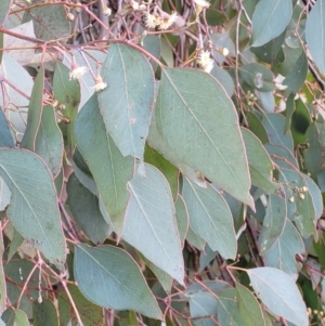 Eucalyptus polyanthemos at Dunlop Grasslands - 21 Sep 2021 02:32 PM