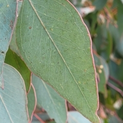 Eucalyptus polyanthemos at Dunlop Grasslands - 21 Sep 2021