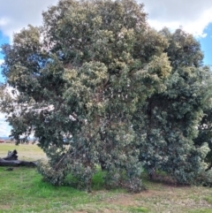 Eucalyptus polyanthemos at Dunlop Grasslands - 21 Sep 2021