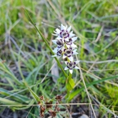 Wurmbea dioica subsp. dioica (Early Nancy) at Isaacs Ridge - 21 Sep 2021 by Mike