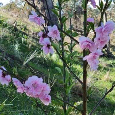 Prunus persica (Peach, Nectarine) at Jerrabomberra, ACT - 21 Sep 2021 by Mike