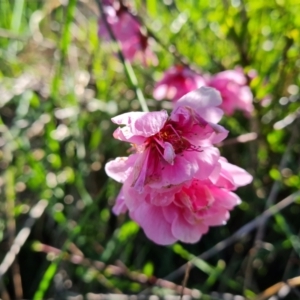 Prunus persica at Jerrabomberra, ACT - 21 Sep 2021 03:25 PM