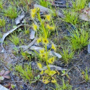 Drosera gunniana at Jerrabomberra, ACT - 21 Sep 2021