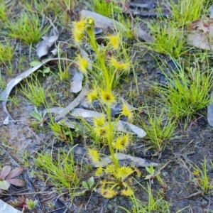 Drosera gunniana at Jerrabomberra, ACT - 21 Sep 2021 03:20 PM
