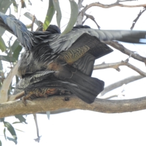 Callocephalon fimbriatum at Aranda, ACT - 21 Sep 2021