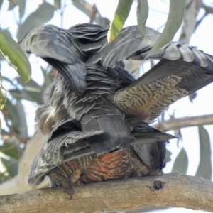 Callocephalon fimbriatum at Aranda, ACT - 21 Sep 2021