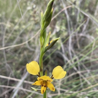 Diuris nigromontana (Black Mountain Leopard Orchid) at Bruce, ACT - 21 Sep 2021 by JVR