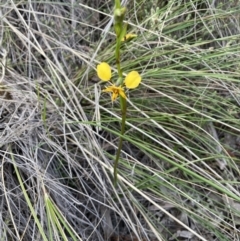 Diuris nigromontana at Bruce, ACT - 21 Sep 2021