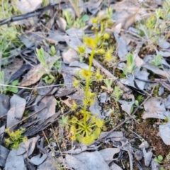 Drosera sp. (A Sundew) at Isaacs Ridge - 21 Sep 2021 by Mike