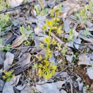 Drosera sp. at Jerrabomberra, ACT - 21 Sep 2021