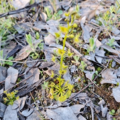 Drosera (genus) (A Sundew) at Jerrabomberra, ACT - 21 Sep 2021 by Mike