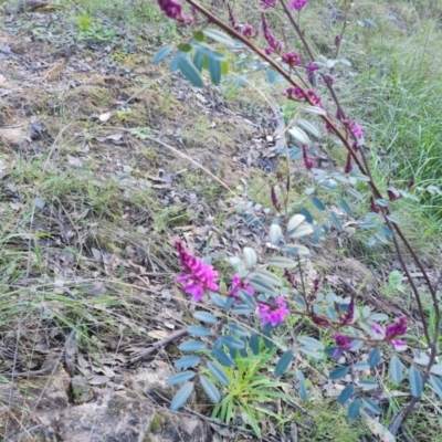 Indigofera australis subsp. australis (Australian Indigo) at Isaacs Ridge - 21 Sep 2021 by Mike
