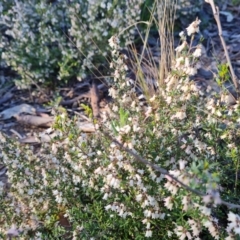 Cryptandra amara (Bitter Cryptandra) at Jerrabomberra, ACT - 21 Sep 2021 by Mike