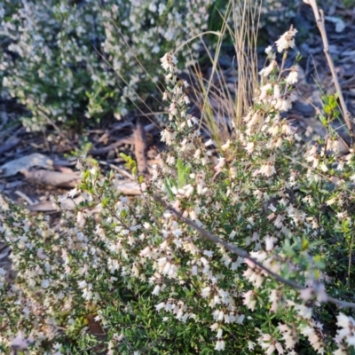 Cryptandra amara (Bitter Cryptandra) at Isaacs Ridge - 21 Sep 2021 by Mike