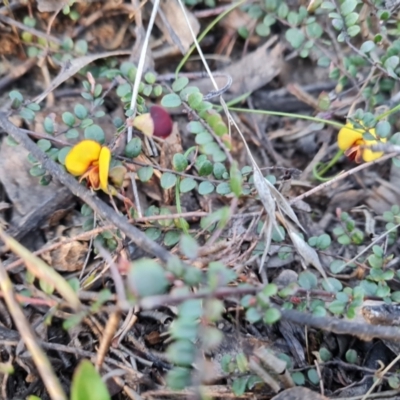 Bossiaea buxifolia (Matted Bossiaea) at Jerrabomberra, ACT - 21 Sep 2021 by Mike