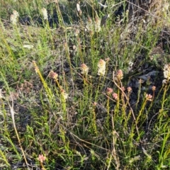 Stackhousia monogyna (Creamy Candles) at Isaacs Ridge - 21 Sep 2021 by Mike