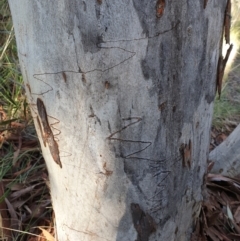 Eucalyptus rossii (Inland Scribbly Gum) at Aranda Bushland - 20 Sep 2021 by drakes