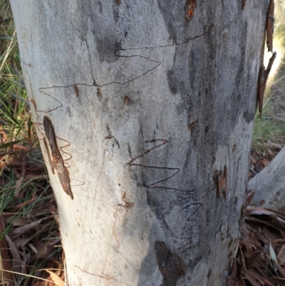 Eucalyptus rossii (Inland Scribbly Gum) at Aranda, ACT - 19 Sep 2021 by drakes