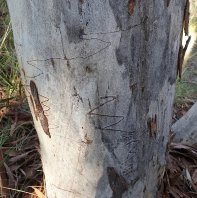 Eucalyptus rossii (Inland Scribbly Gum) at Aranda Bushland - 20 Sep 2021 by drakes