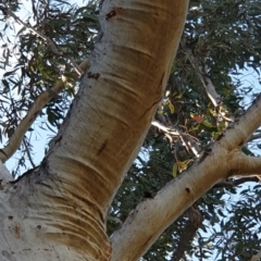 Eucalyptus rossii at Aranda Bushland - 20 Sep 2021 09:28 AM