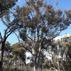 Eucalyptus rossii at Aranda Bushland - 20 Sep 2021 09:28 AM