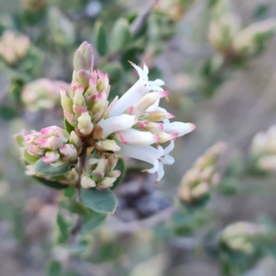 Brachyloma daphnoides (Daphne Heath) at Jerrabomberra, ACT - 21 Sep 2021 by Mike