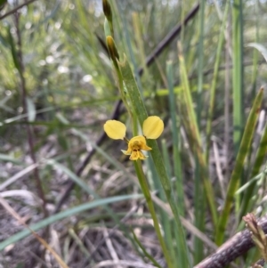 Diuris nigromontana at Bruce, ACT - 21 Sep 2021