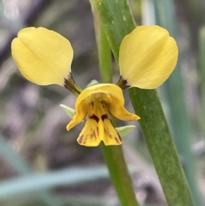 Diuris nigromontana at Bruce, ACT - 21 Sep 2021