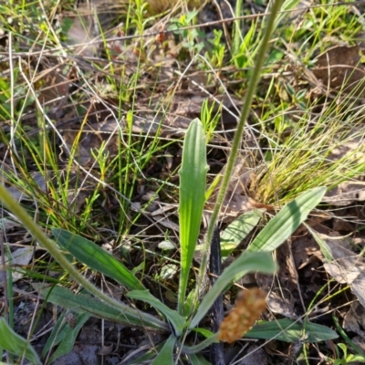 Plantago varia (Native Plaintain) at Isaacs Ridge - 21 Sep 2021 by Mike