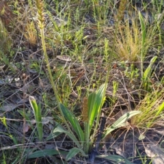 Plantago varia at Jerrabomberra, ACT - 21 Sep 2021