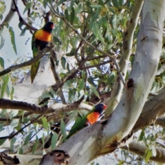 Trichoglossus moluccanus (Rainbow Lorikeet) at Higgins, ACT - 20 Sep 2021 by RoxanneForrest