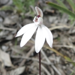 Caladenia fuscata (Dusky Fingers) at Aranda Bushland - 19 Sep 2021 by RobParnell