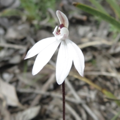 Caladenia fuscata (Dusky Fingers) at Holt, ACT - 19 Sep 2021 by RobParnell