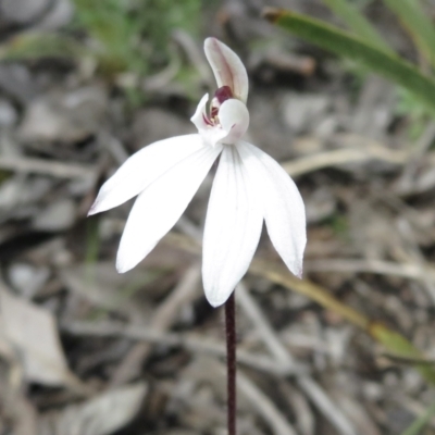 Caladenia fuscata (Dusky Fingers) at Aranda Bushland - 19 Sep 2021 by RobParnell