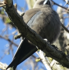 Artamus cyanopterus (Dusky Woodswallow) at Acton, ACT - 16 Sep 2021 by RobParnell