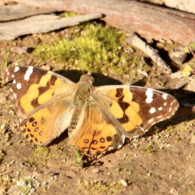Vanessa kershawi (Australian Painted Lady) at Table Top, NSW - 21 Sep 2021 by PaulF